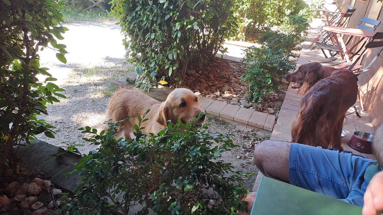 Ospiti di SetterHouseAgriHotel con animali domestici