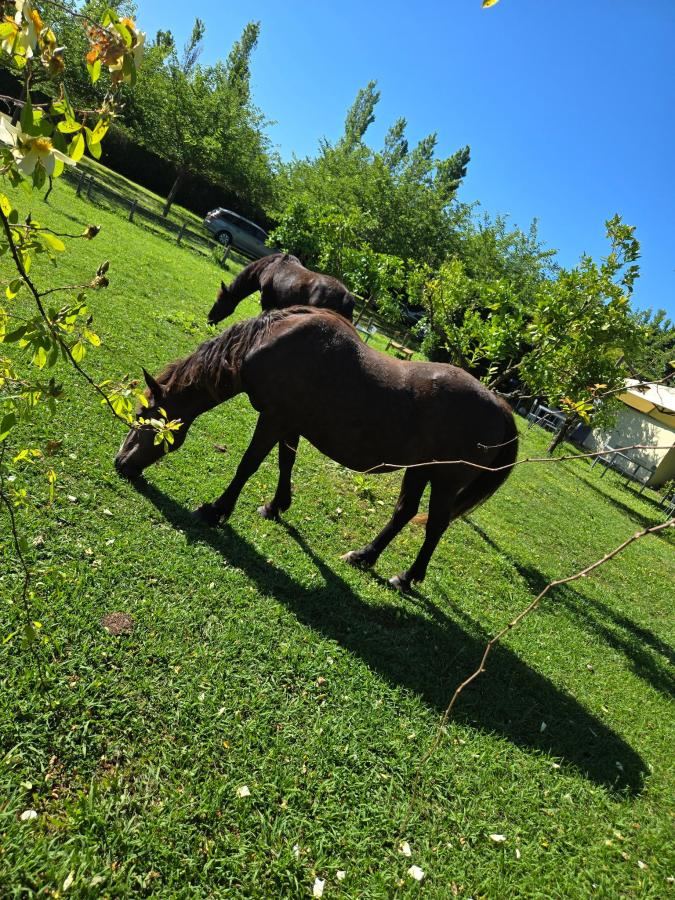 Altri animali domestici presso l'hotel o nei dintorni