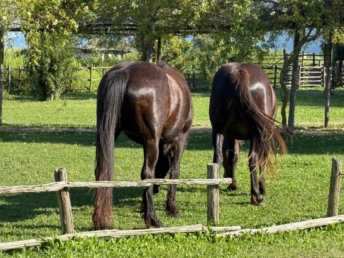Altri animali domestici presso l'hotel o nei dintorni