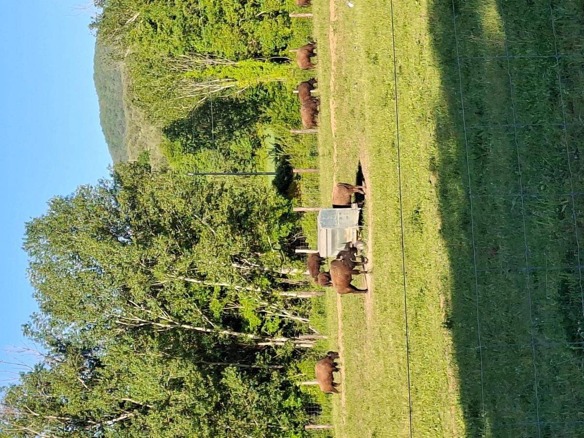 Giardino di Terra dei Bisonti
